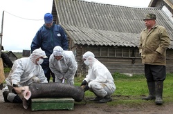 Фермери дев’яти областей досі не отримали компенсацій за вилучених через чуму свиней