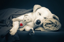 Милые собаки и кошки, которые заставят вас затаить дыхание