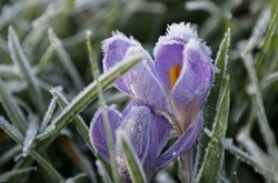 Синоптики попередили про нічні заморозки в Україні