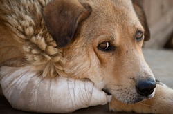 Через «Євробачення» безпритульним тваринам Києва загрожує небезпека