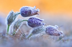 Синоптики обіцяють на четвер заморозки 