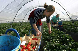 Польський телеканал розказав про нелюдські умови праці українських заробітчан