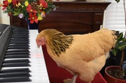 Сеть взорвало видео с талантливой курицей, играющей на фотортепиано
