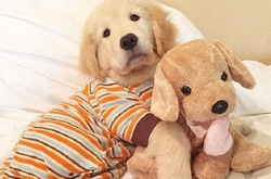  Модные малыши: 24 щенка, которых хозяева нарядили в забавные пижамы