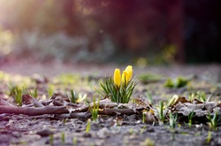 Сьогодні в Україні дощі та мінлива хмарність