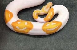 «Веселый питон» со смайликами взорвал соцсети