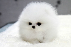 Идеально круглые: очаровательные животные, которые неожиданно оказались похожи на шар