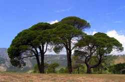 Притча про наші плани: шляхи Бога завжди найкращі