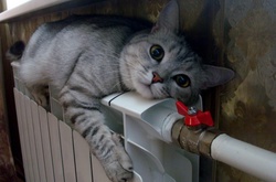 На цьому тижні у Києві буде прохолодно