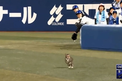 Бейсбольний матч перервали через кота