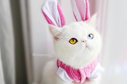 Котенок с разноцветными глазами покорил сеть