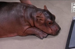 Бегемот Фиона приняла утренний душ и стала звездой сети