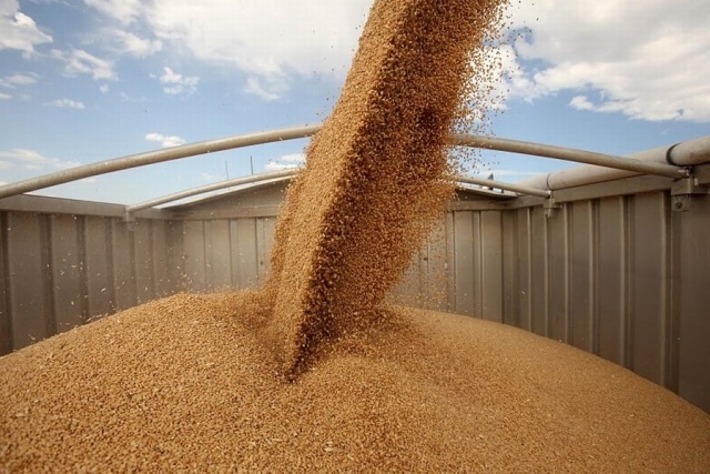 Хто експортує українське зерно. Оприлюднено ТОП-10 трейдерів