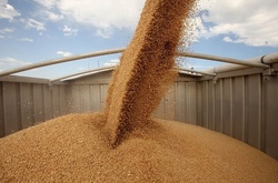 Хто експортує українське зерно. Оприлюднено ТОП-10 трейдерів