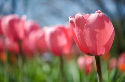 Цвітіння тюльпанів