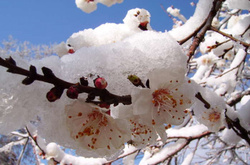 Фруктові дерева, квіти на яких вже розпустилися – вишні та абрикоси постраждають від снігу