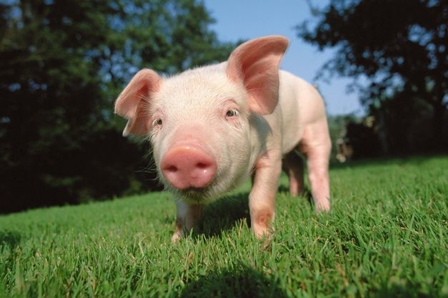 В Україні нові правила боротьби з африканською чумою свиней