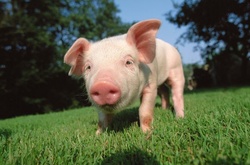 Буде дозволена переробка м&rsquo;яса здорових тварин із зони захисту