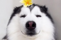 Самая счастливая хаски в мире стала звездой Instagram