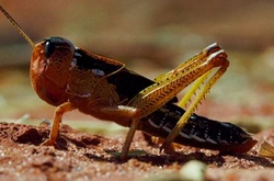 Видеоблогер показал, как на самом деле снимаются документалки о дикой природе