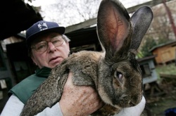 Ціна на гігантських кроликів може перевищувати сотню доларів