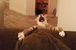 10 кошек, которые заслуживают «Оскара» за свою драматическую игру