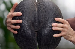 Шутка природы или Коко-де-мер: пальма, которая напоминает женские ягодицы