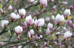 Цвітіння магнолії