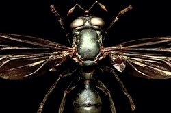  Фотоснимок из проекта Microsculpture. 