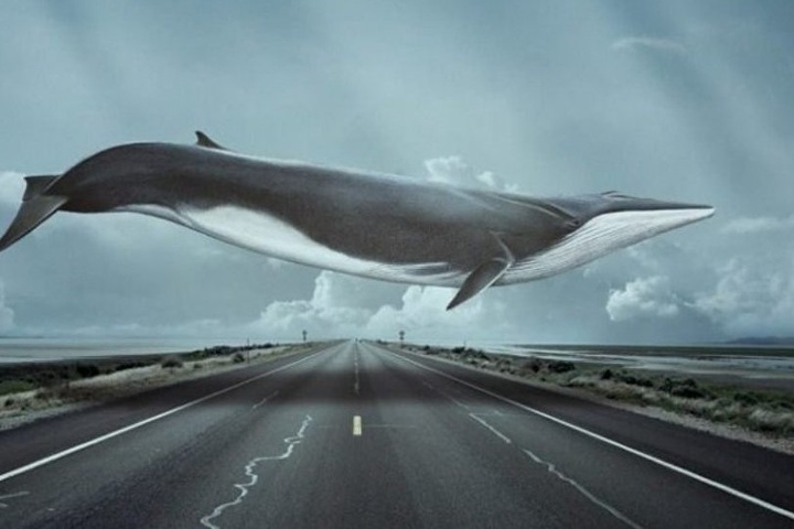 Небезпечна гра: «Синій кит» доплив до Іспанії