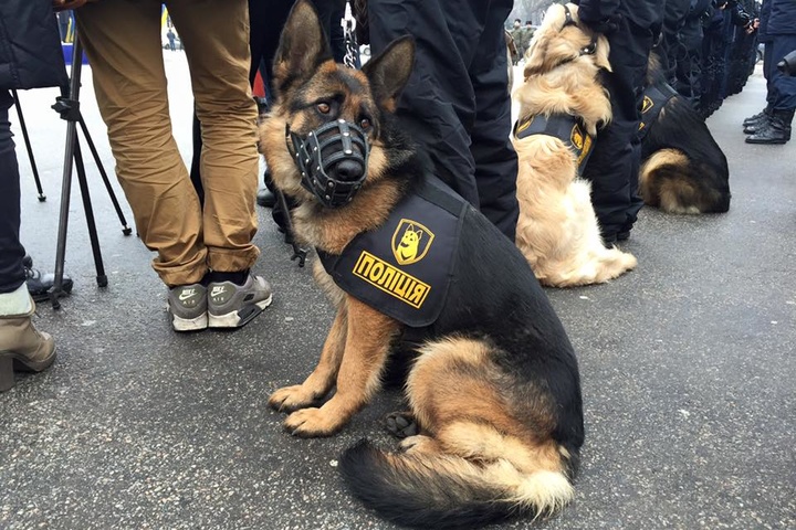 Безпека на «Євробаченні»: 10 тисяч правоохоронців і 50 службових собак будуть слідкувати за порядком у Києві