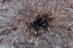 Снаряд в зоні АТО