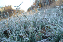 Синоптики попереджають про заморозки та дощі в західних областях