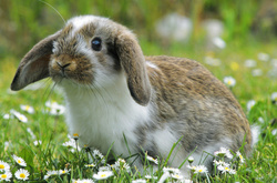 Україна приєдналася до Європейської конвенції про захист тварин