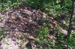 У лісі на Кіровоградщині знайшли вбитого військовослужбовця