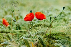 Найближчими днями на заході та півдні країни місцями пройдуть дощі