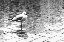 Дощова погода