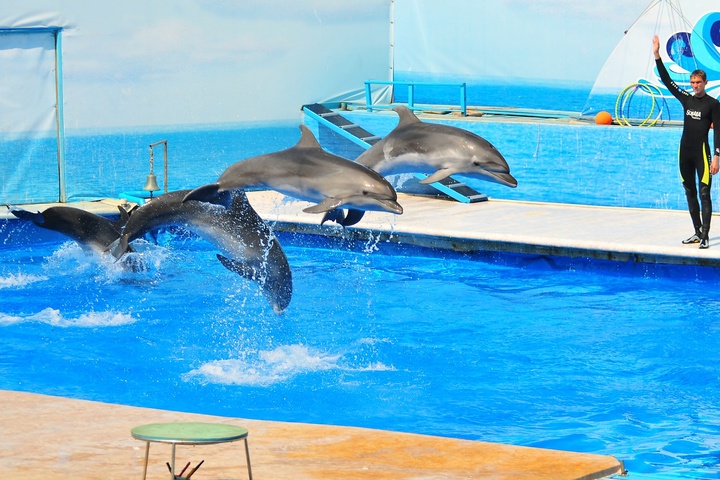 У Франції заборонили тримати в неволі дельфінів і косаток