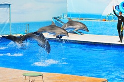 Невдоволення висловлюють власники дельфінаріїв.