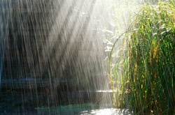 Дощі, за прогнозами синоптиків, слід очікувати у всіх регіонах країни.