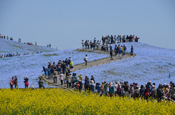 Цветочное царство: в японском парке распустилось 4,5 миллиона голубых цветов