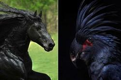 20 животных, которые выглядят как звезды хард-рока 