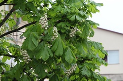 В Україні цвітуть каштани