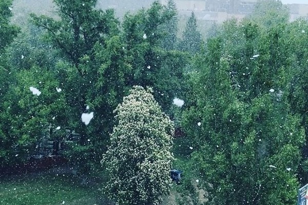 У Києві випав травневий сніг