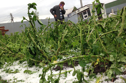 Заморозки та сніг пошкодили городину