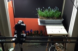 «Весна»: завораживающий цветочный таймлапс, на съёмку которого ушло три года