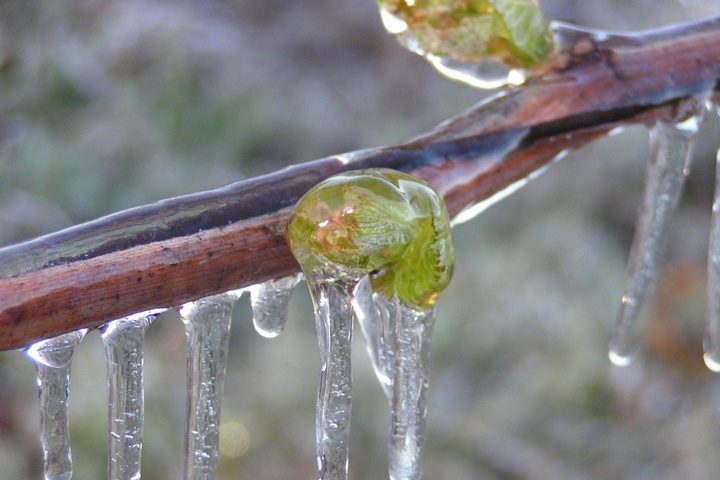 Травневі заморозки перш за все погубили врожай винограду в Україні – експерт
