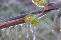 Виноград постраждав від заморозків