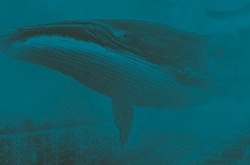 На Донеччині поліцейський врятував від смерті 15-річну жертву «Синього кита»