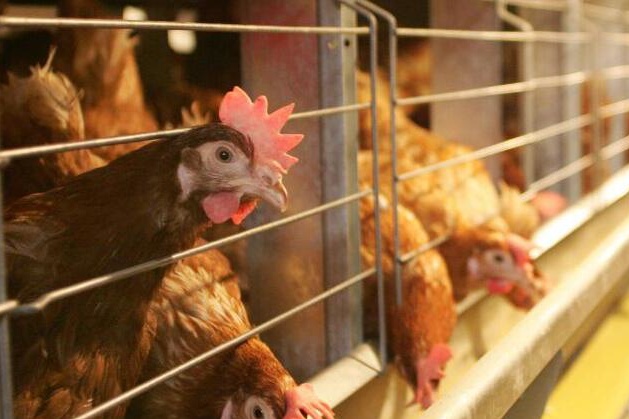 Євросоюз скасував заборону на експорт птиці з України